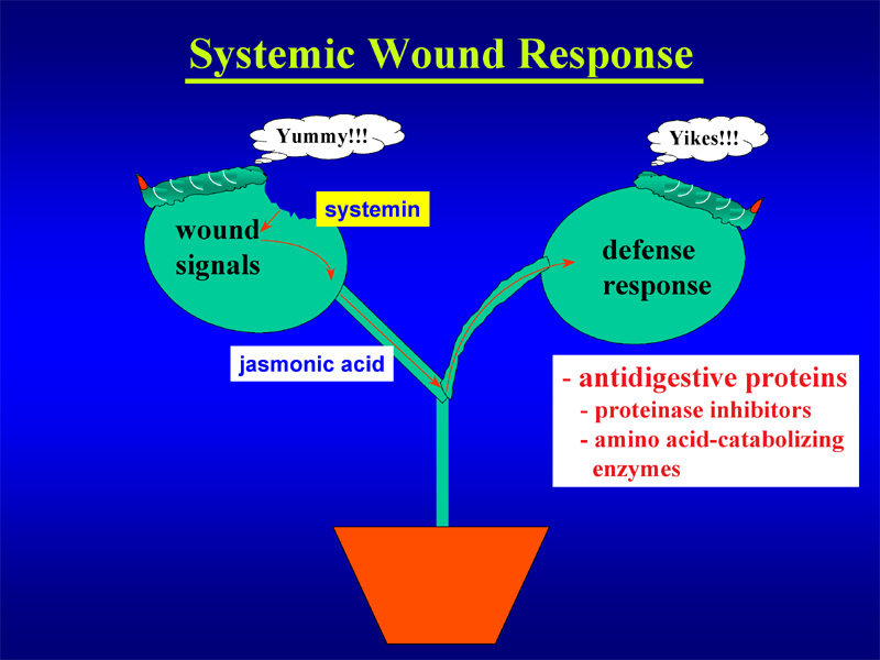 Systemic wound response