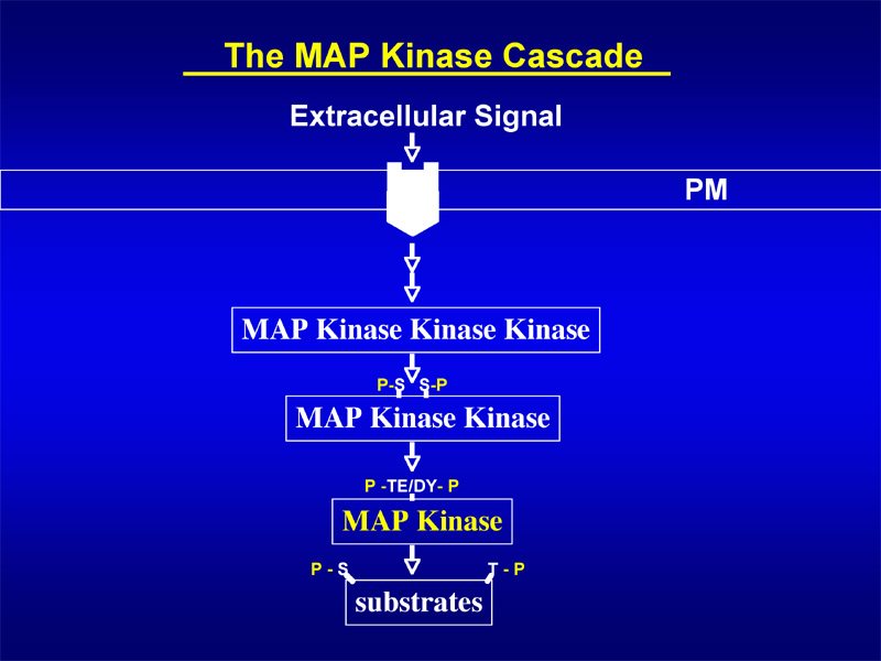 MAP kinase cascade