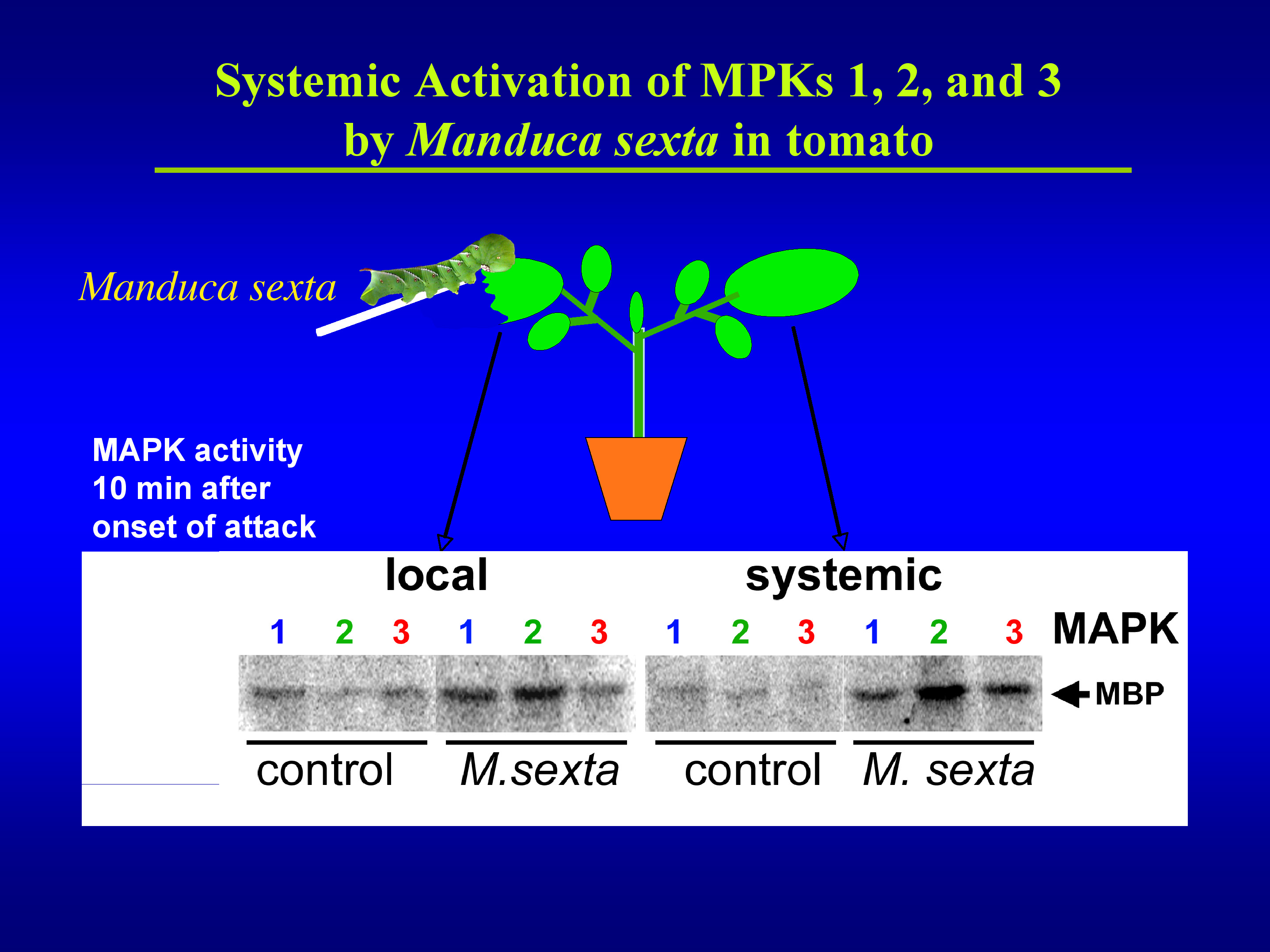 Systemic actiavation of MPKs 1,2,3