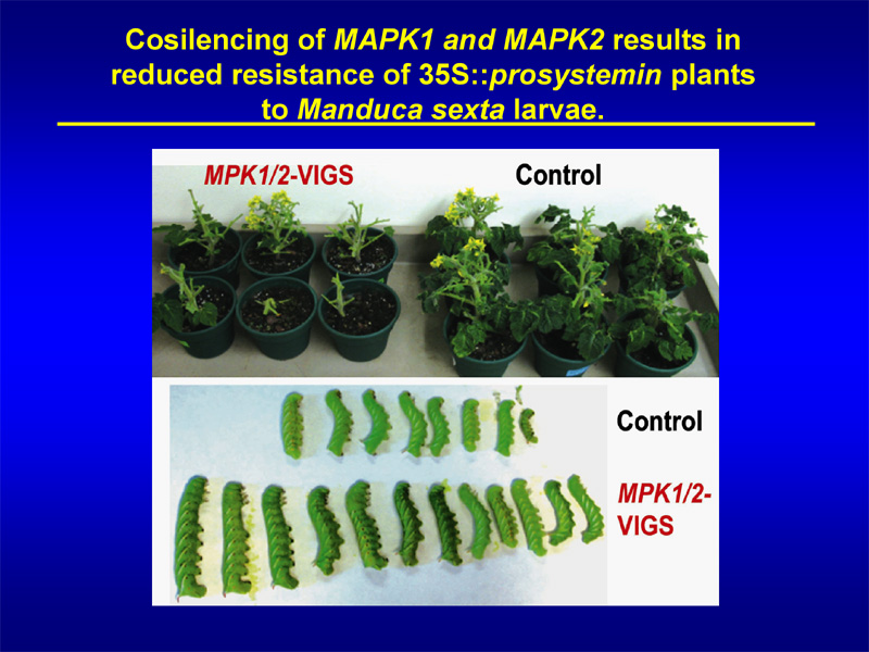 Cosilencing of MAPK1 and MAPK2 results in reduced resistance of 35S::prosystemin plants to Manduca sexta larvae